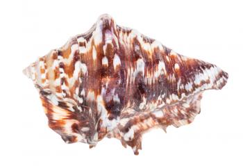 dark brown conch of muricidae mollusk isolated on white background