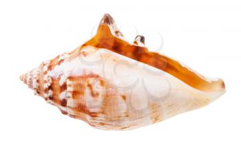 empty conch of sea snail isolated on white background