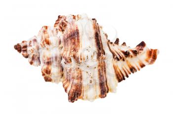 single brown striped conch of muricidae mollusk isolated on white background