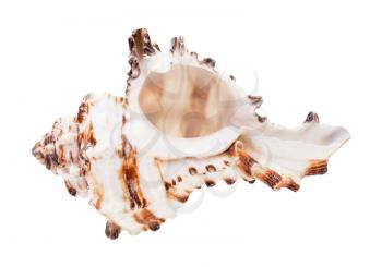 empty brown striped conch of muricidae mollusk isolated on white background