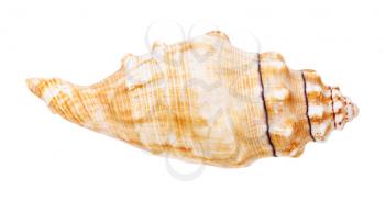 conch of sea snail isolated on white background