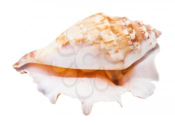 empty shell of sea mollusc isolated on white background