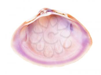empty pink violet conch of clam isolated on white background