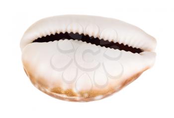 empty shell of cowry isolated on white background