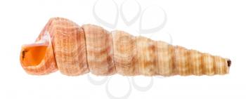 empty shell of turritella mollusk isolated on white background