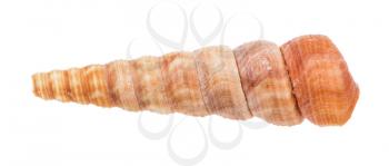 shell of turritella mollusk isolated on white background