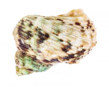 green and brown spotted conch of whelk mollusc isolated on white background