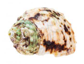 helix green and brown spotted shell of whelk mollusc isolated on white background
