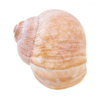 front view of shell of land snail isolated on white background