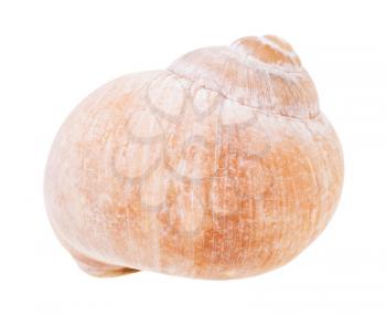 shell of land snail isolated on white background