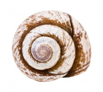 helix shell of snail isolated on white background