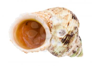 empty old shell of whelk mollusc isolated on white background