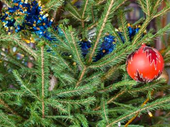 red bauble and tinsel on twigs of live Christmas Tree indoor