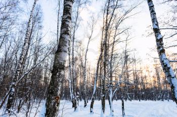 birch trees in snow-covered urban park at winter sunset
