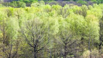 aerial view of oak trees with first green leaves in forest in sunny spring day