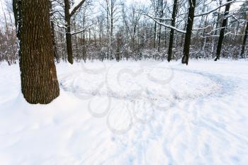 round path trodden in the snow on meadow in oak grove in winter twilight