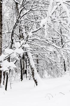 snow-covered trees in snowy forest of Timiryazevskiy park of Moscow city in overcast winter day