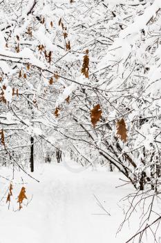frozen maple leaves on snow-covered branches in snowy forest of Timiryazevskiy park of Moscow city in overcast winter day