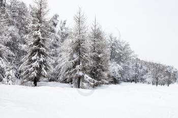 snow-covered fir and larch trees in snowfall of Timiryazevskiy park in Moscow city