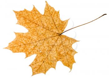 fallen autumn leaf of acer tree isolated on white background