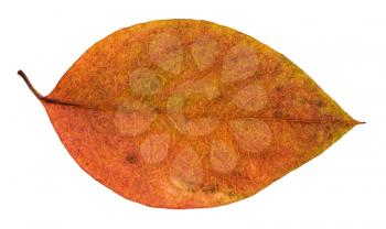 dried red and yellow leaf of apple tree isolated on white background