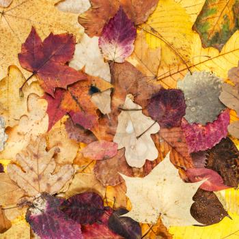 natural autumn background from various varicolored leaves of oak, maple, alder, malus, aspen trees