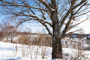 view of old birch tree in sunny winter day in little village in Smolensk region of Russia