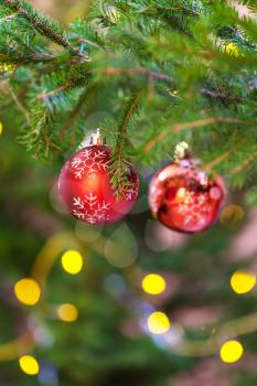 Xmas background - two red balls on natural fir christmas tree twig indoor