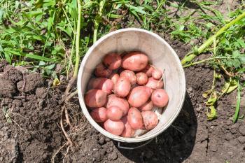 top view of young potatoes in bucket on dug bed at vegetable garden in sunny summer day in Kuban region of Russia