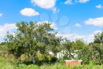 cherry trees in green country garden under blue sky in sunny summer day in Kuban region of Russia