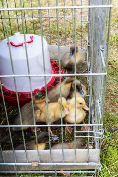 several ducklings in outdoor cage on grass in garden in summer day