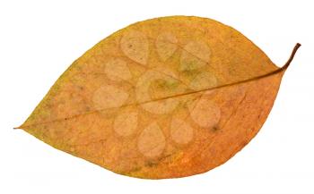 back side of autumn red and yellow leaf of apple tree isolated on white background