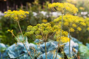 inflorescences of dill illuminated by evening sun in vegetable garden in Kuban region of Russia