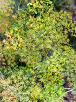 top view of inflorescences of dill with bugs in vegetable garden in summer evening in Kuban region of Russia
