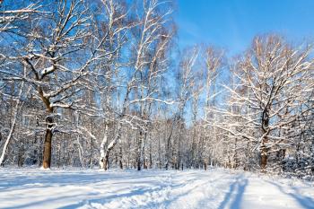 forest clearing in Timiryazevskiy park of Moscow city in sunny winter day
