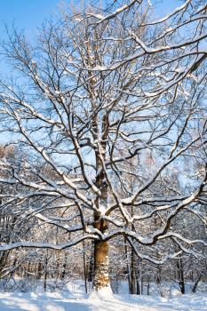 snow-covered oak tree in urban Timiryazevskiy park of Moscow city in sunny winter day