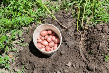 top view of pink potatoes in bucket on dug bed at vegetable garden in sunny summer day in Kuban region of Russia