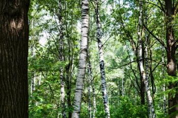 birch and oak trees in green forest in Timiryazevskiy park of Moscow on sunny summer day