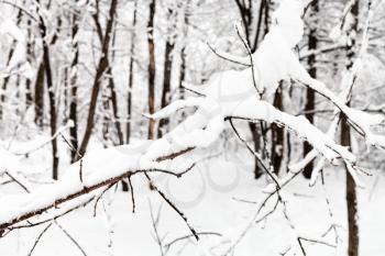 snow-covered branch close up in snowy forest of Timiryazevskiy park of Moscow city in overcast winter day