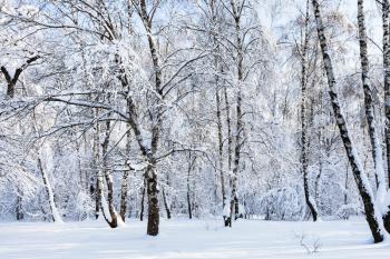 birch grove in snowy Timiryazevskiy forest park of Moscow city in sunny winter morning