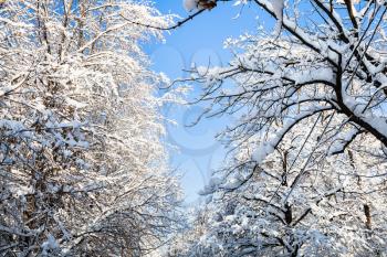 bottom view of blue sky between snow-covered trees in Timiryazevskiy forest park of Moscow city in sunny winter morning