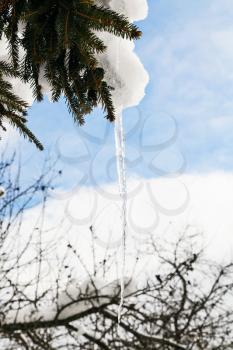 icicle from melting snow on snow-covered branch of spruce tree in sunny winter day