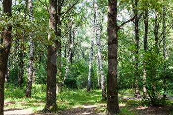 oak and birch green forest in Timiryazevskiy park of Moscow in august