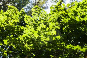 branches of maple trees illuminated by sun in forest of Timiryazevskiy park of Moscow in sunny summer day