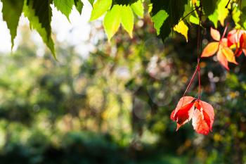 colorful leaves of Virginia creeper plant with copyspace in autumn day
