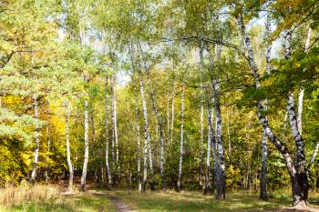 footpath on meadow in birch grove in forest of Timiryazevsky Park in sunny october day