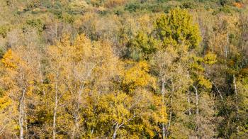 yellow autumn forest of Timiryazevskiy park in Moscow in sunny october day