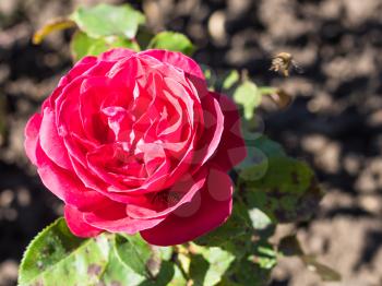 travel to Caucasian Mineral Waters region - bees near red rose flower in garden of Kislovodsk National Park in Kislovodsk resort town