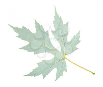 back side of fresh leaf of Silver Maple tree (Acer Saccharinum) isolated on white background