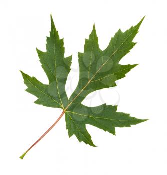 green leaf of Silver Maple tree (Acer Saccharinum) isolated on white background